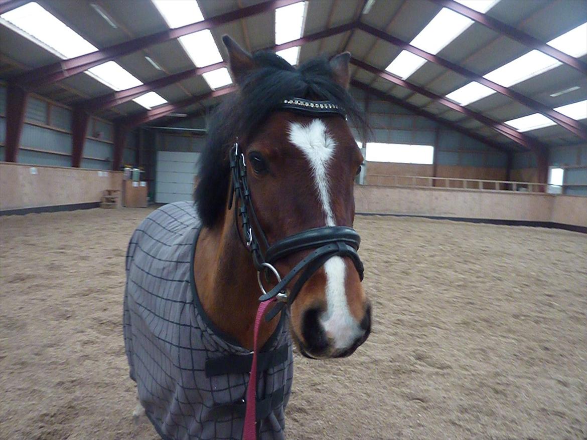 Welsh Pony (sec B) Korreborgs Pinot - Pinot i ridehuset.
Den 28/1 12 billede 2