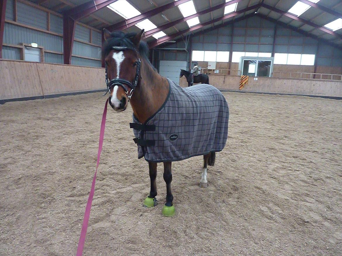 Welsh Pony (sec B) Korreborgs Pinot - Pinot i ridehuset.
Den 28/1 12 billede 4