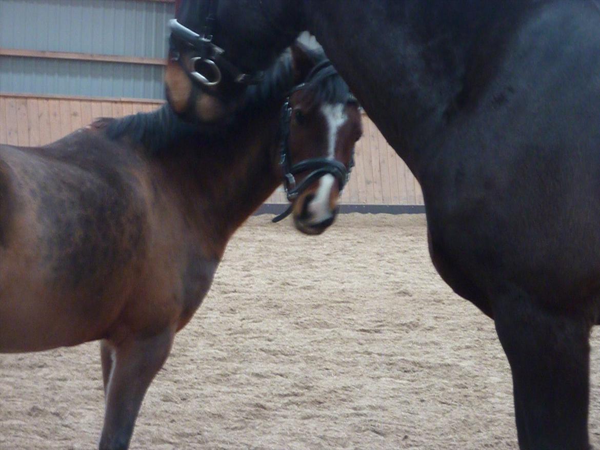 Welsh Pony (sec B) Korreborgs Pinot - Pinot i ridehuset med Qato
Den 28/1 12 billede 8