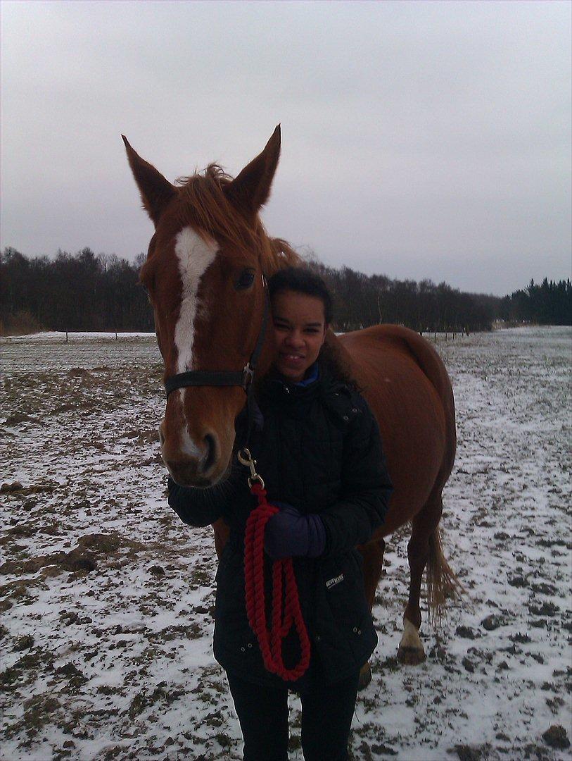 Dansk Varmblod Stedets Leda (Lille Liden) *Min øjesten* - En vinter dag! Du havde is under fødderne og jeg var SÅ bange for det gjorde ondt på dig. Jeg turde ikke bruge den hammer så jeg hentede varmt vand! 2012  billede 8