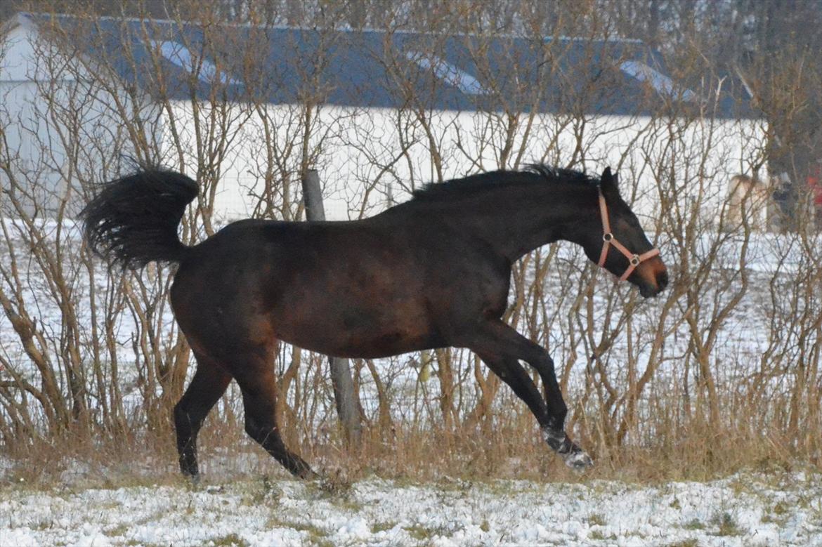 Anden særlig race Coffee Calina - !! NYT !! Mulen i fuld galop på marken
28. Januar 2012  billede 11