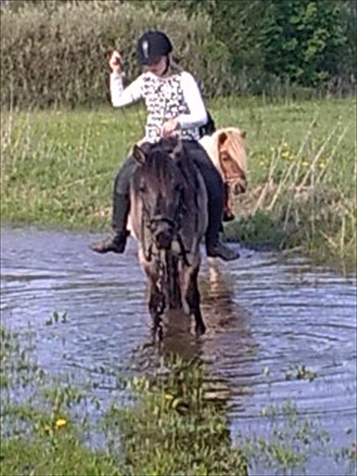 Konik Polski pepsi [himmelheste] - ude og ride i vand med mine venner  billede 4