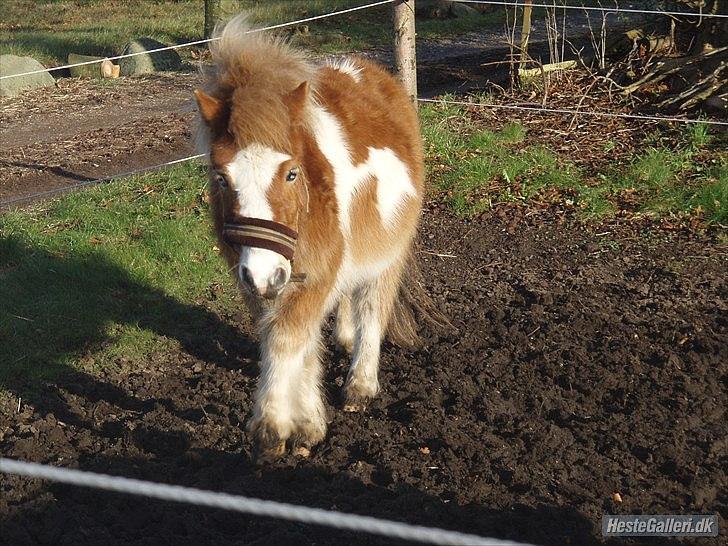 Anden særlig race fætter guf billede 1