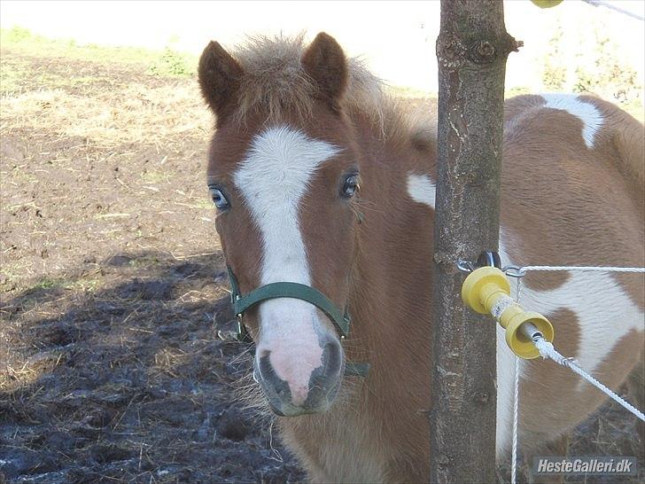 Anden særlig race fætter guf billede 2