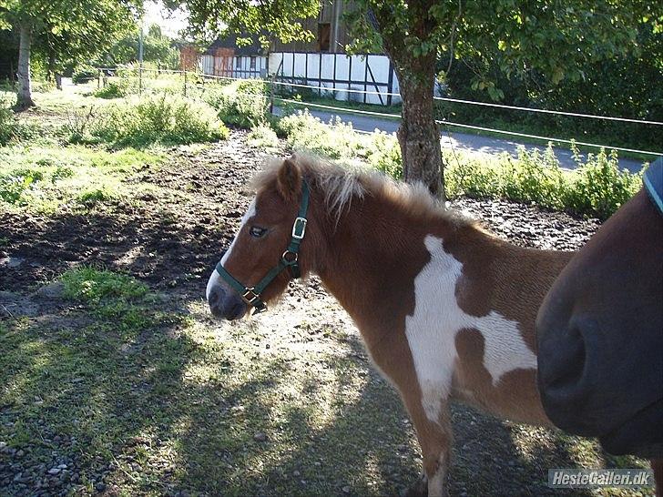Anden særlig race fætter guf billede 3