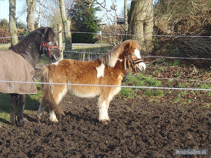 Anden særlig race fætter guf billede 4