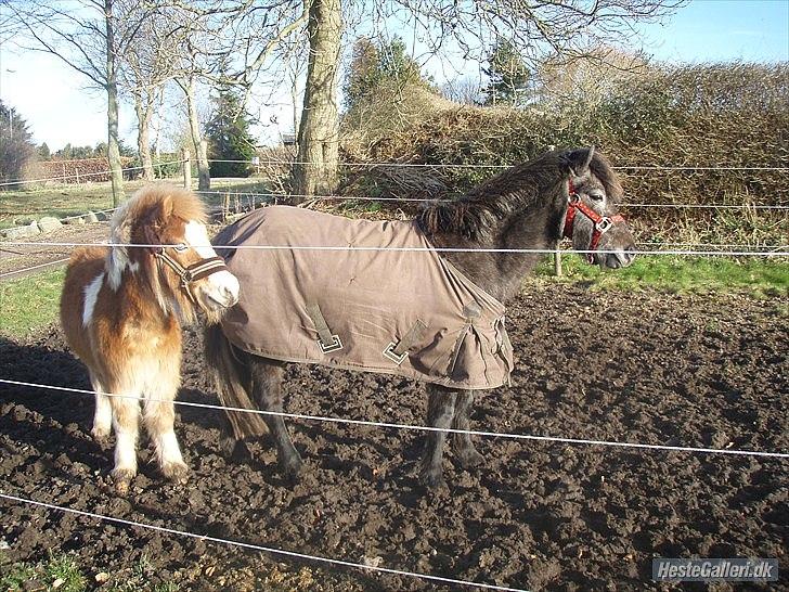 Anden særlig race fætter guf billede 5