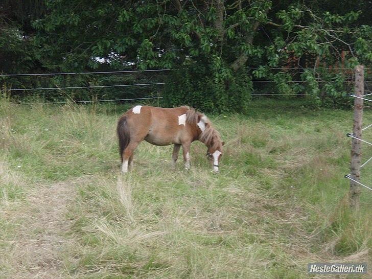 Anden særlig race fætter guf billede 6