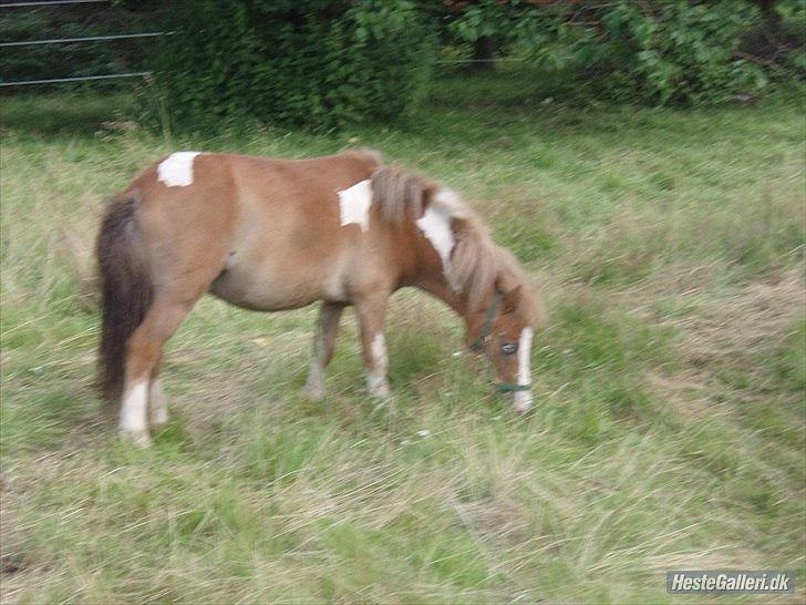 Anden særlig race fætter guf billede 7