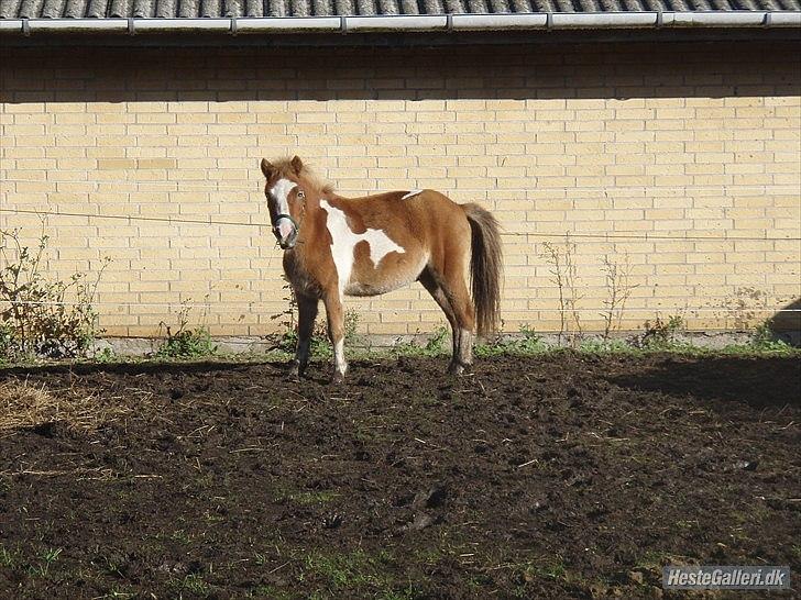 Anden særlig race fætter guf billede 8