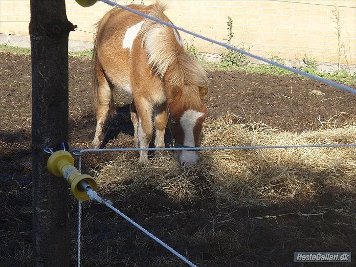 Anden særlig race fætter guf billede 9