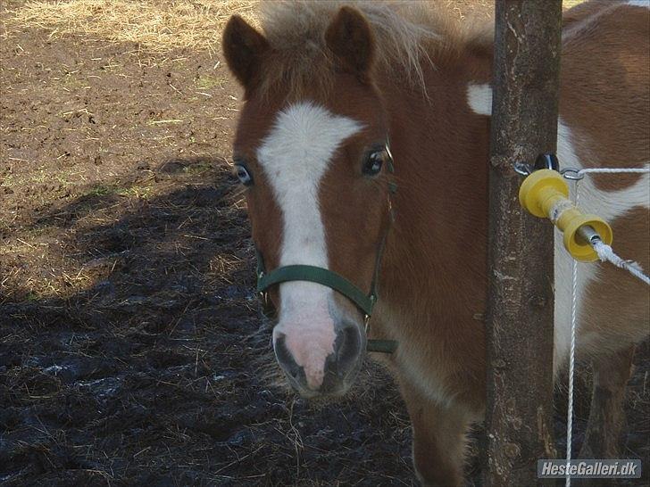Anden særlig race fætter guf billede 10