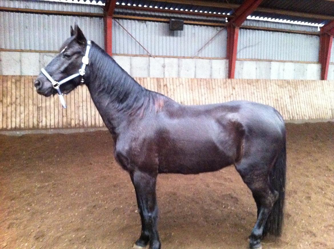 Anden særlig race Alonso - Sådan så min Alonso dreng ud i Januar da jeg købte ham, og i dag kan man slet ikke tro det er samme hest..:) 2012 billede 1