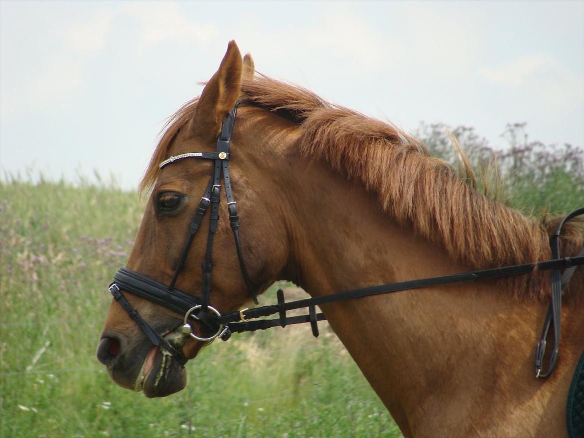 Anden særlig race Lærke billede 4