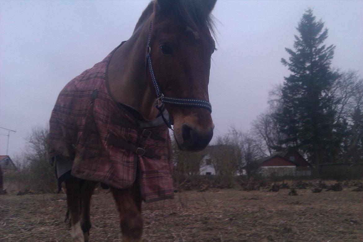 Anden særlig race Amazing Star - My Star <3 - Amazing ´på folden :'D 
hankom hen til mig da jeg satte mig på hug :'D billede 10
