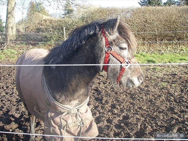 Anden særlig race Fanta billede 1