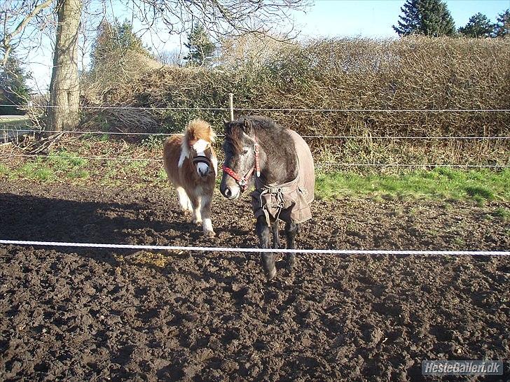 Anden særlig race Fanta billede 2