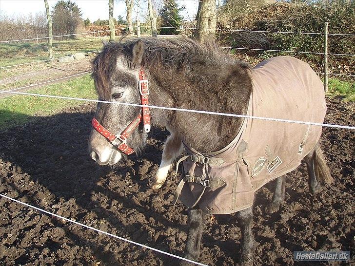 Anden særlig race Fanta billede 3