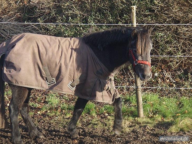Anden særlig race Fanta billede 4