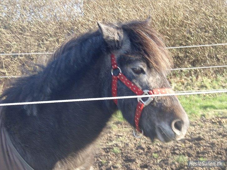 Anden særlig race Fanta billede 5