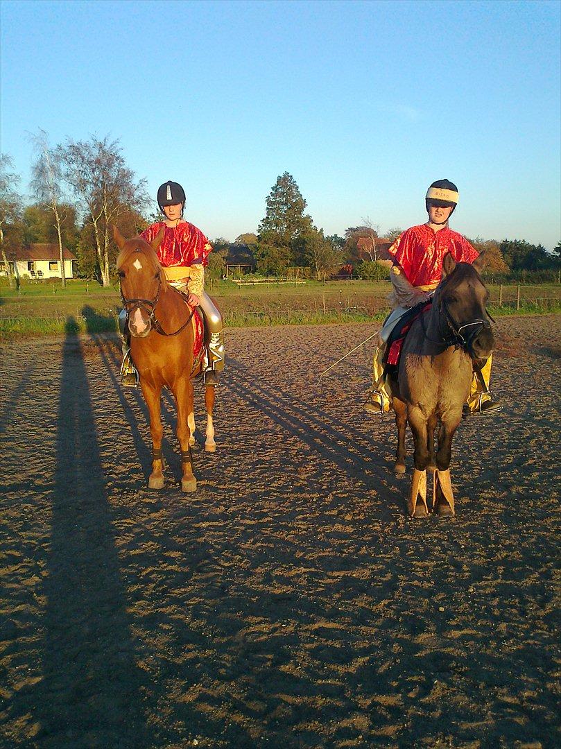 Welsh Cob (sec D) oliver - skulle ride til open hus med disko tøj billede 4