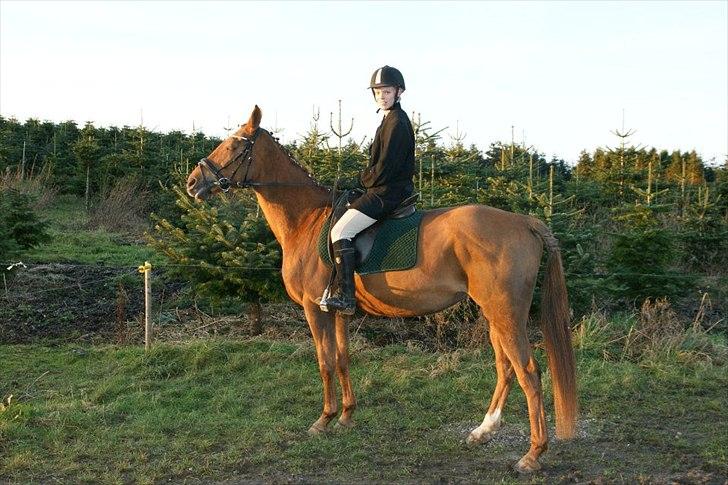 Anden særlig race Lærke - Vores første stævne :) (18/12-11) billede 3