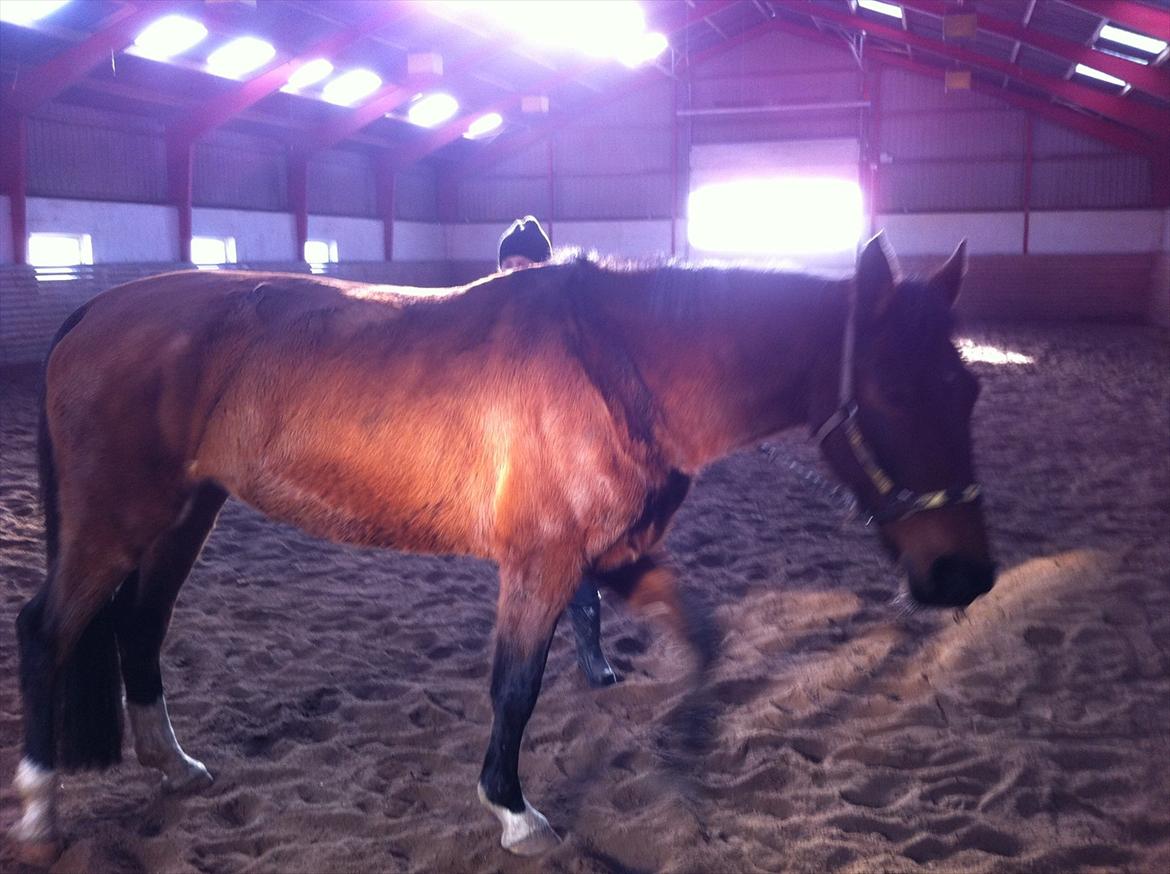 Knabstrupper Bianca Himmelhest.. - Det er den mager hest vi købte, fortryder ikke vi købte hende, ellers havde hun været død i dag... billede 8