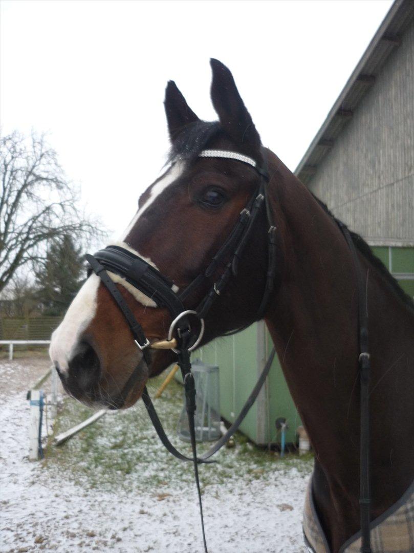 Dansk Varmblod Constantin - 28/1 - 2012. Du er noget af det smukkeste! billede 1