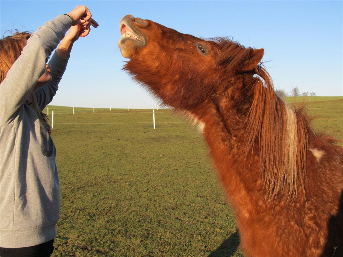 Shetlænder /Islænder Rasmus Klump. billede 18
