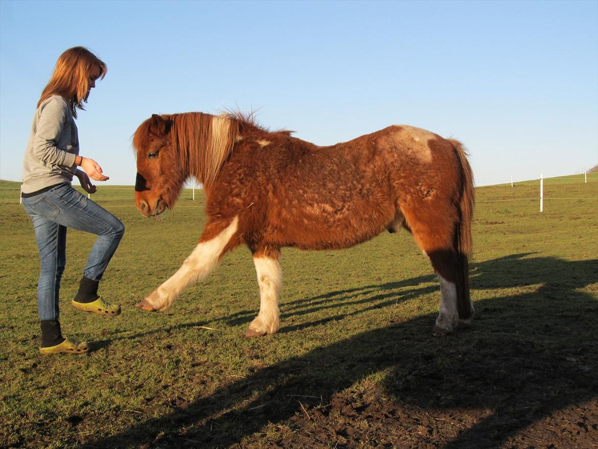 Shetlænder /Islænder Rasmus Klump. billede 19