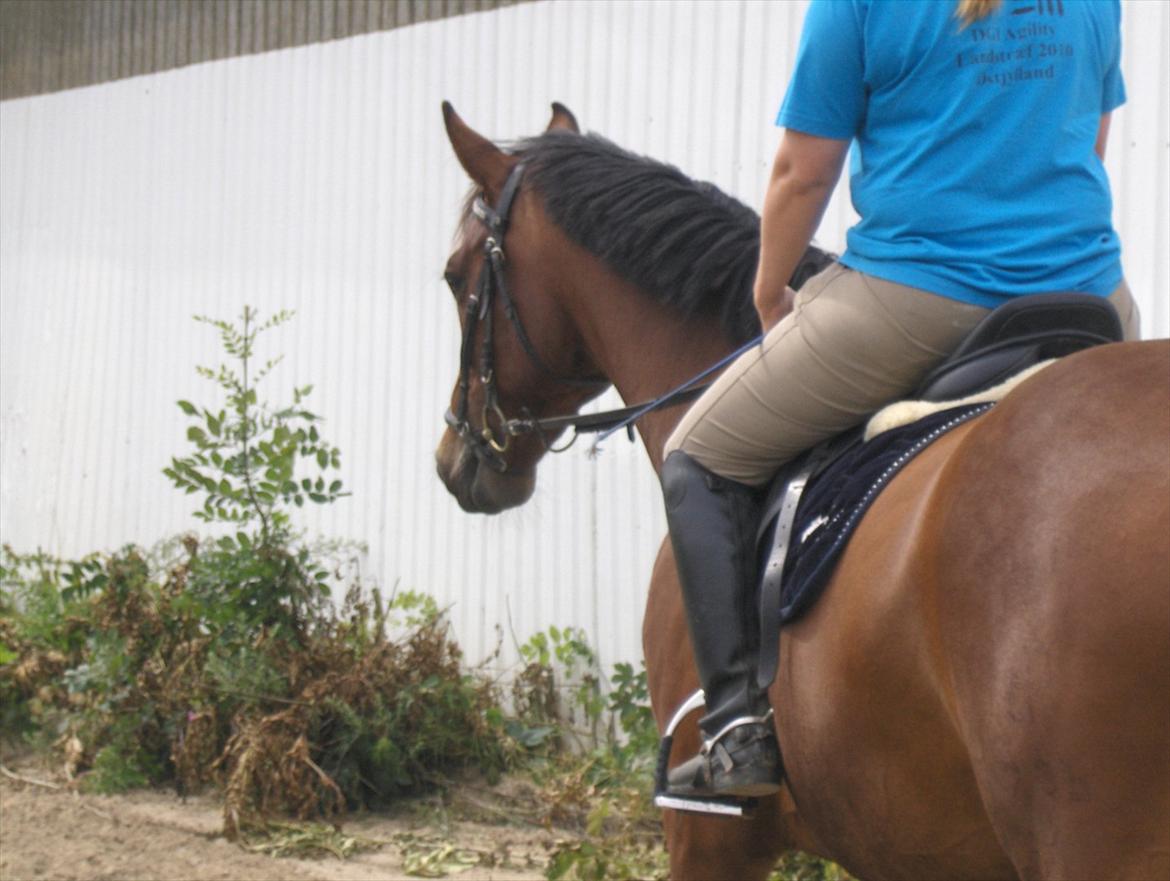 Pinto Elkær's Tidy<3 - jeg sanver dig skat<3 det bliver aldrig det samme!:-** billede 10