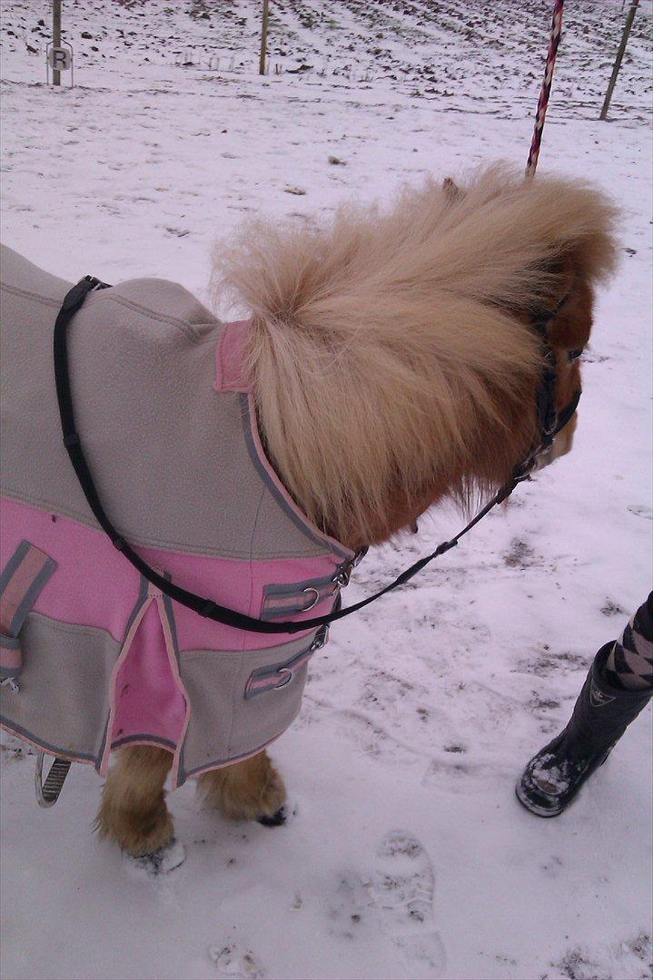 Shetlænder Jeg Elsker Dig Alberte <3<3 Smukke Dig - Mine billeder må ikke kopirs. Uden lov af mig!!!!!!   billede 2