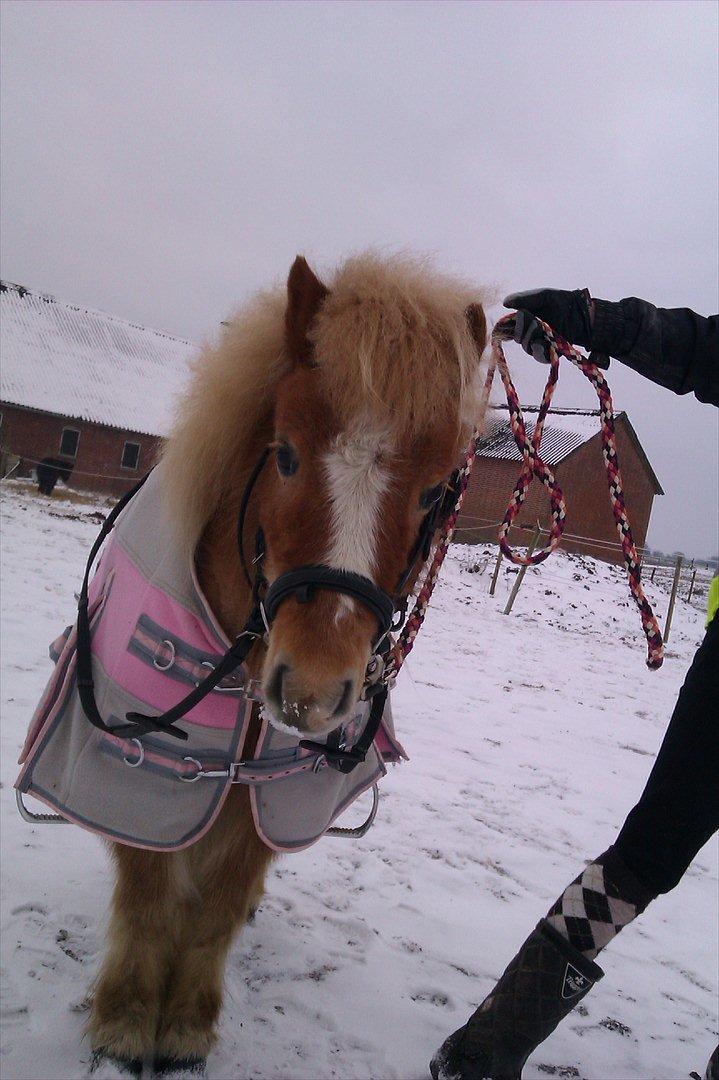 Shetlænder Jeg Elsker Dig Alberte <3<3 Smukke Dig - Velkommen til Albertes profil :) 
 billede 1