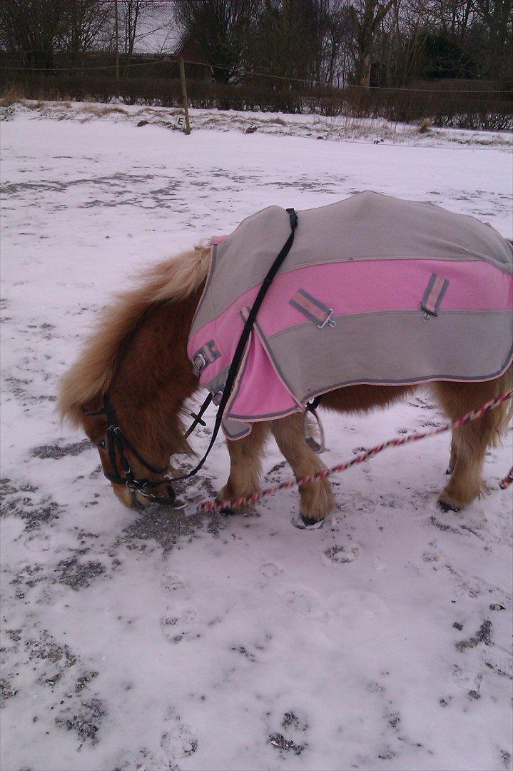 Shetlænder Jeg Elsker Dig Alberte <3<3 Smukke Dig - Det er rigtigt spændende, at komme ud at gå en tur :-P  billede 4