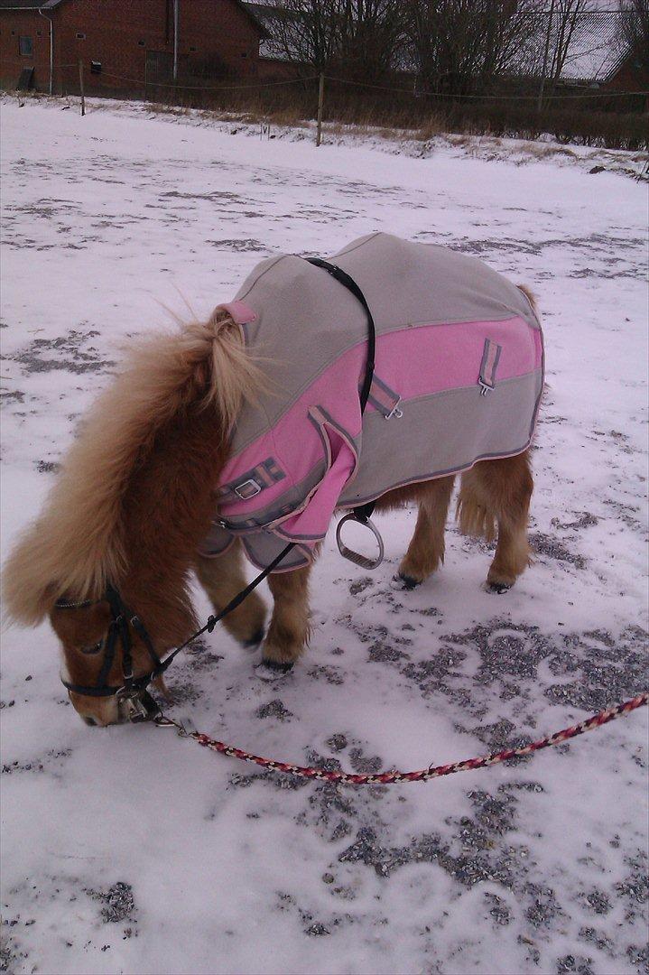 Shetlænder Jeg Elsker Dig Alberte <3<3 Smukke Dig - Er jeg ikke bare lækker C= <3 billede 5