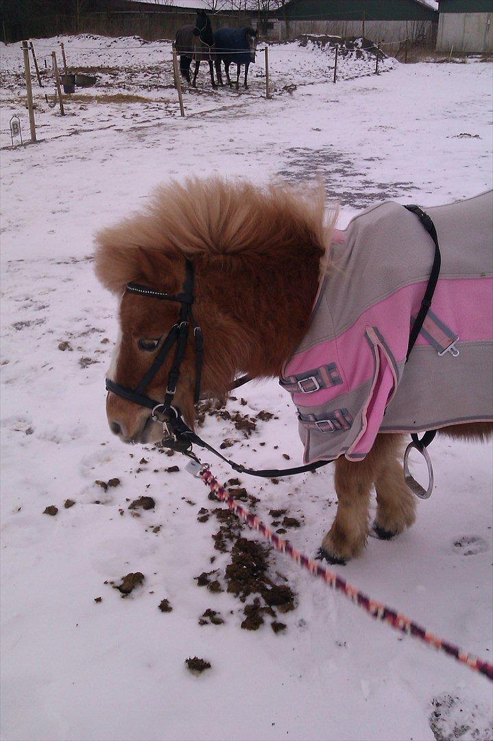 Shetlænder Jeg Elsker Dig Alberte <3<3 Smukke Dig - Jeg er model <3<3 
Det kan jeg godt li :) billede 6