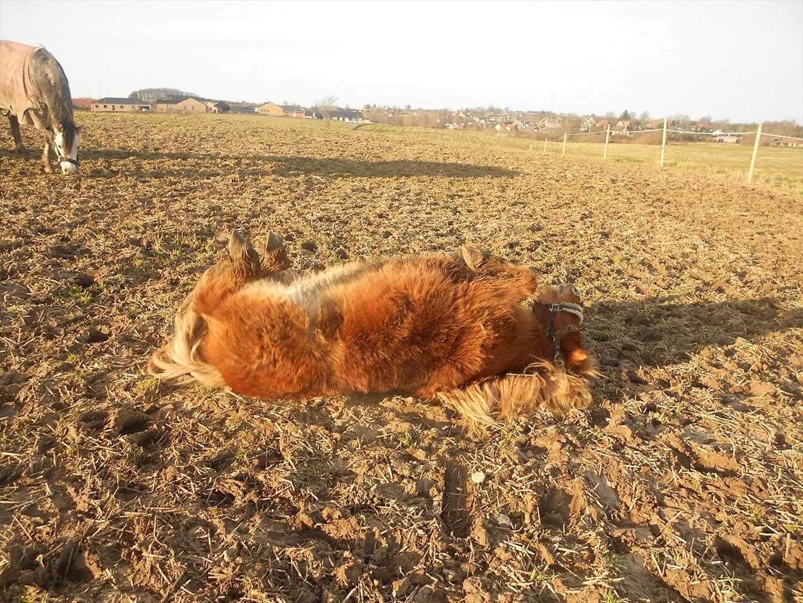 Shetlænder Flicka *Solgt - dejligt med en rulletur i mudderet :) <3 hehe <3 søde flicka<3 vinteren år 2012 ;D billede 12
