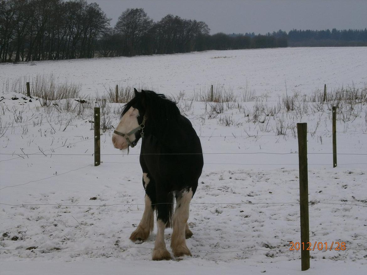 Tinker KENZO´S GENESIS - øv stadig sygefold billede 15
