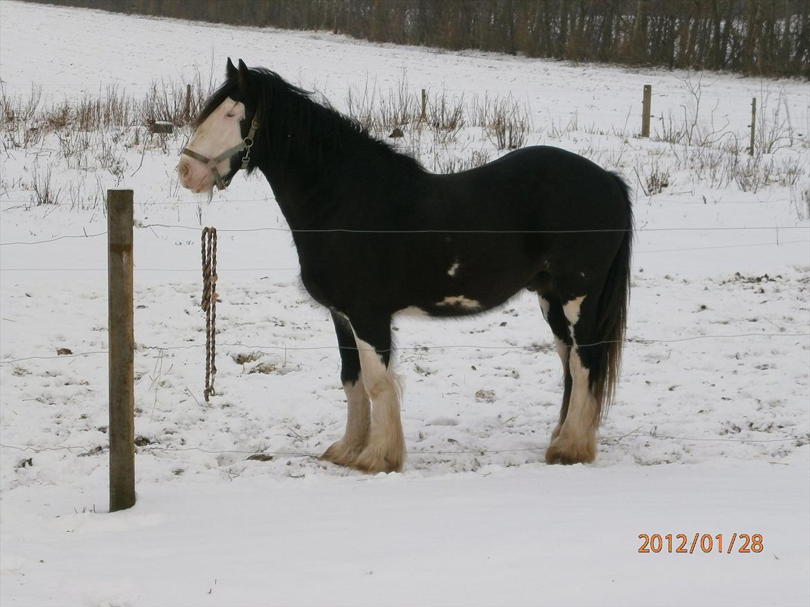 Tinker KENZO´S GENESIS billede 1