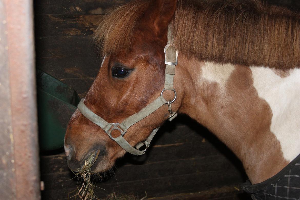 Anden særlig race Flamme *.. Bølle pony!<3 (Solgt) ;'(<3 - Mad.<3 billede 12