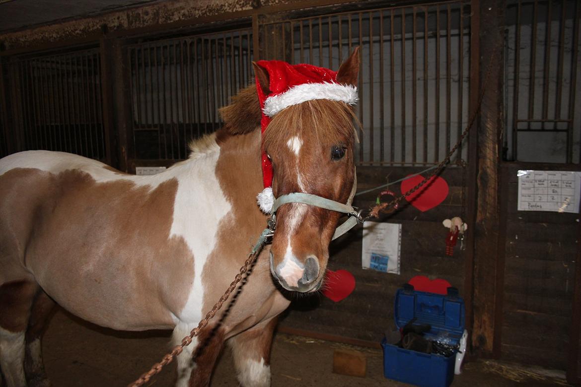 Anden særlig race Flamme *.. Bølle pony!<3 (Solgt) ;'(<3 - Jule pony!:-D<3
Foto: Mig billede 13