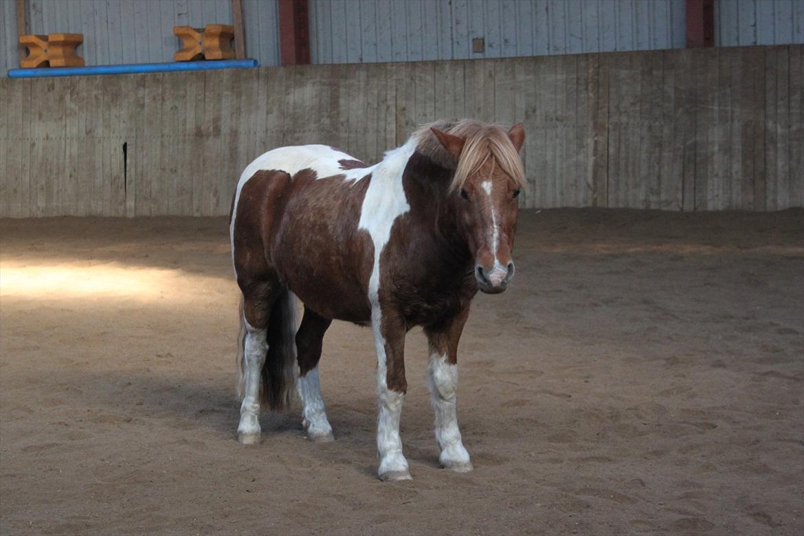 Anden særlig race Flamme *.. Bølle pony!<3 (Solgt) ;'(<3 - Når du siger det er er rigtig ved jeg det er rigtigt :')<33 
Love you min skat<3
Foto: Mig billede 14