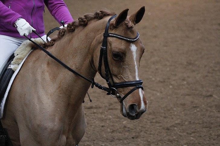 DSP Lindveds Musca - Velkommen til Musca. 
C-stævne HDR billede 1