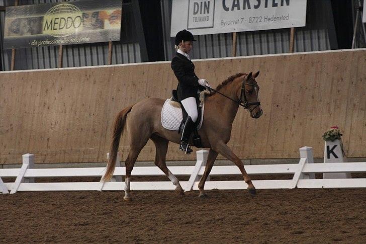 DSP Lindveds Musca - HRD C-stævne, LB3 - 70,7% og en 3.pl. <3 billede 15