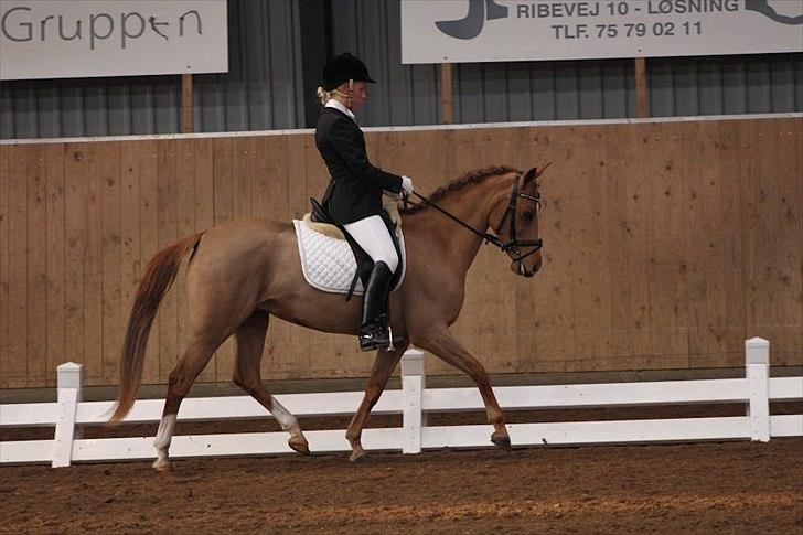 DSP Lindveds Musca - HRD C-stævne, LB3 - 70,7% og en 3.pl. <3 billede 4