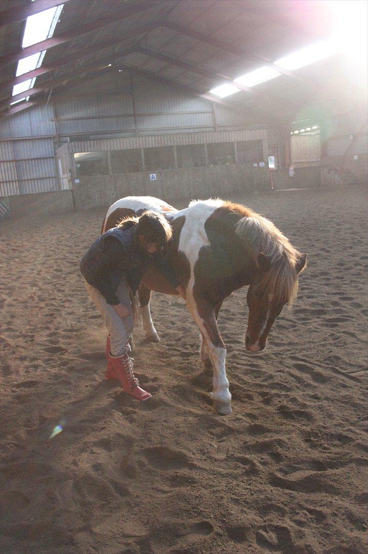 Anden særlig race Flamme *.. Bølle pony!<3 (Solgt) ;'(<3 - Hvis man tror nok på det ville det lykkes en dag <3
Foto: Maria billede 15