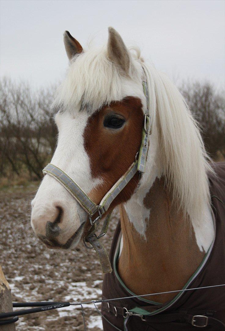 Pinto Flicka - Den 28. Januar - Smukke Flicka! billede 2