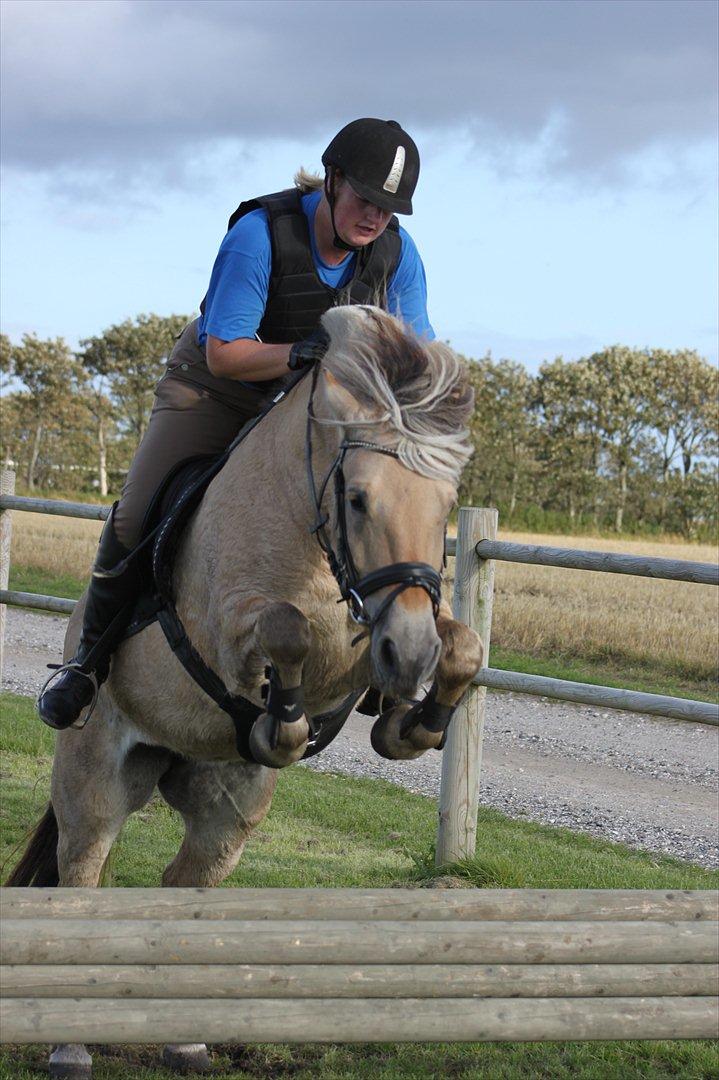 Fjordhest Bolette Kaptain - spring undervisning d. 31/8 2011 foto: MJ-foto billede 9