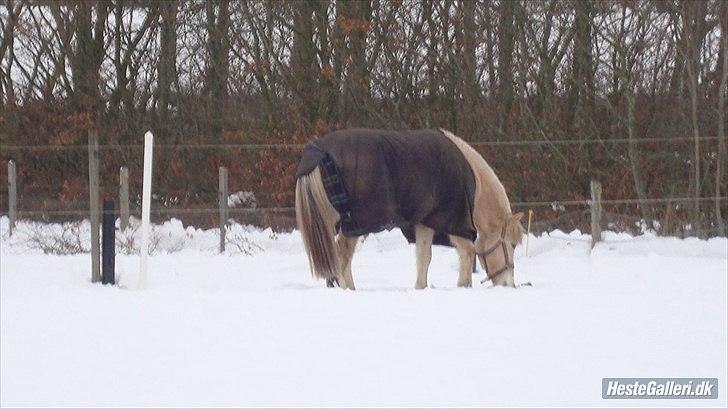 Fjordhest Ryttergårdens kjeldbjørn (Kjeldsen) - Ved tidl. ejer. billede 7