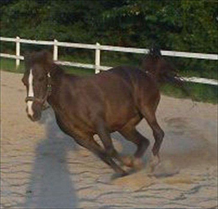 Anden særlig race Duchess billede 2